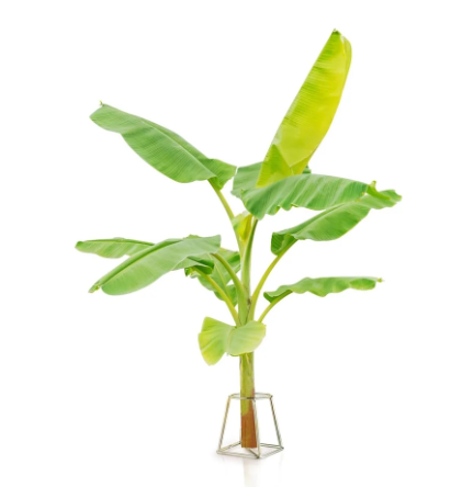 EMBASSY Stainless Steel Banana Plant Stand (10 cm x 10 cm x 13.7 cm, THICK / HEAVY, Set of 2)